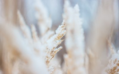 Gluten Intolerance and the SVT-GUT Connection